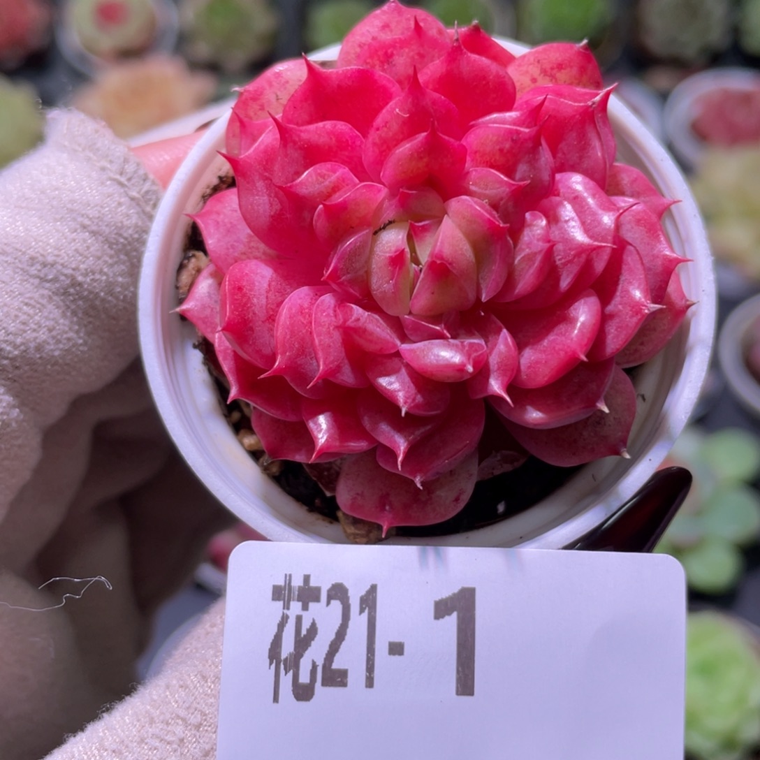 花利美21-1新麦秆