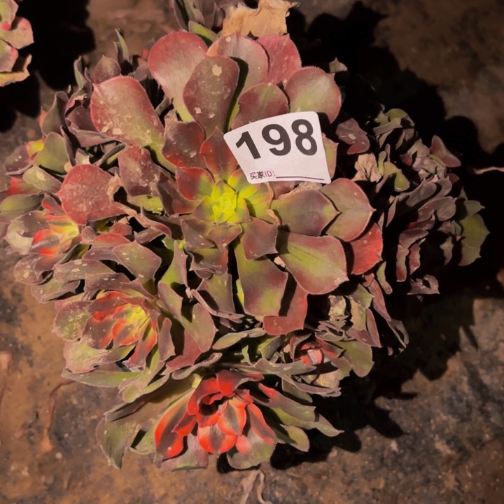 198红香妃多肉。。。。