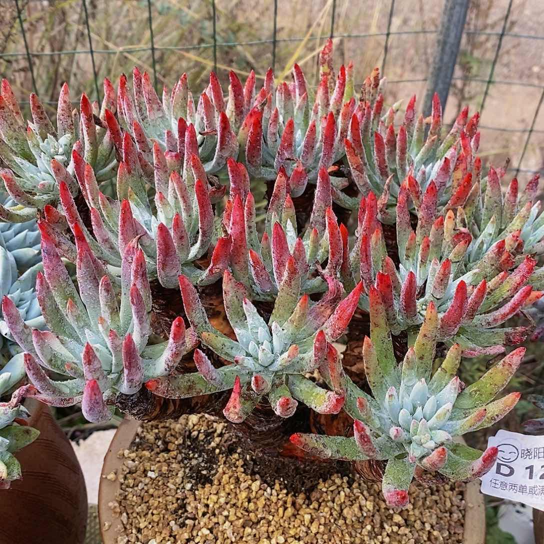 【闪购商品】哈哈哈哈海瑟1216多肉