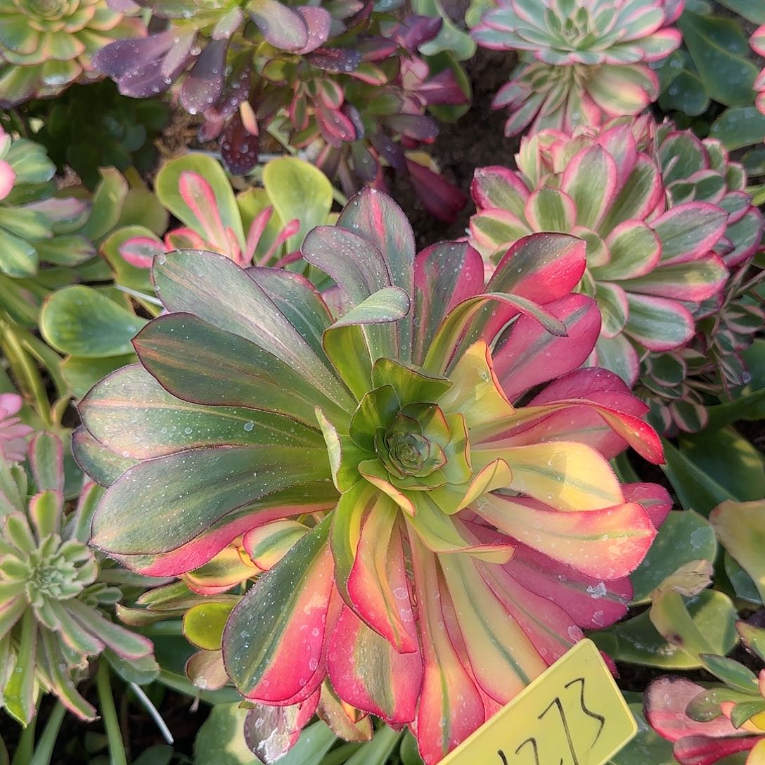 3-1273---多头多肉植物