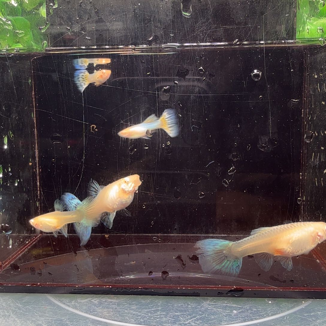 海水鱼新加蓝马赛克白子3母2公
