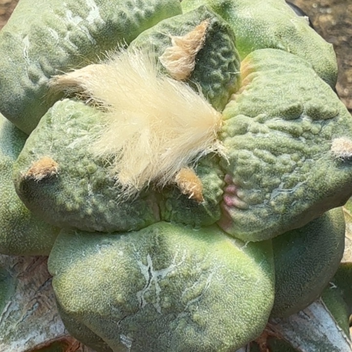 无花朵连山怒涛044