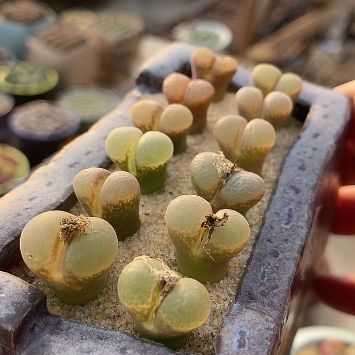 30536样本风铃一盆