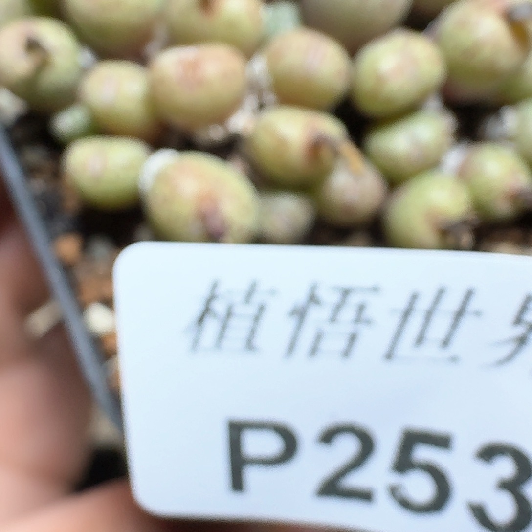 253号多肉植物哇f v g