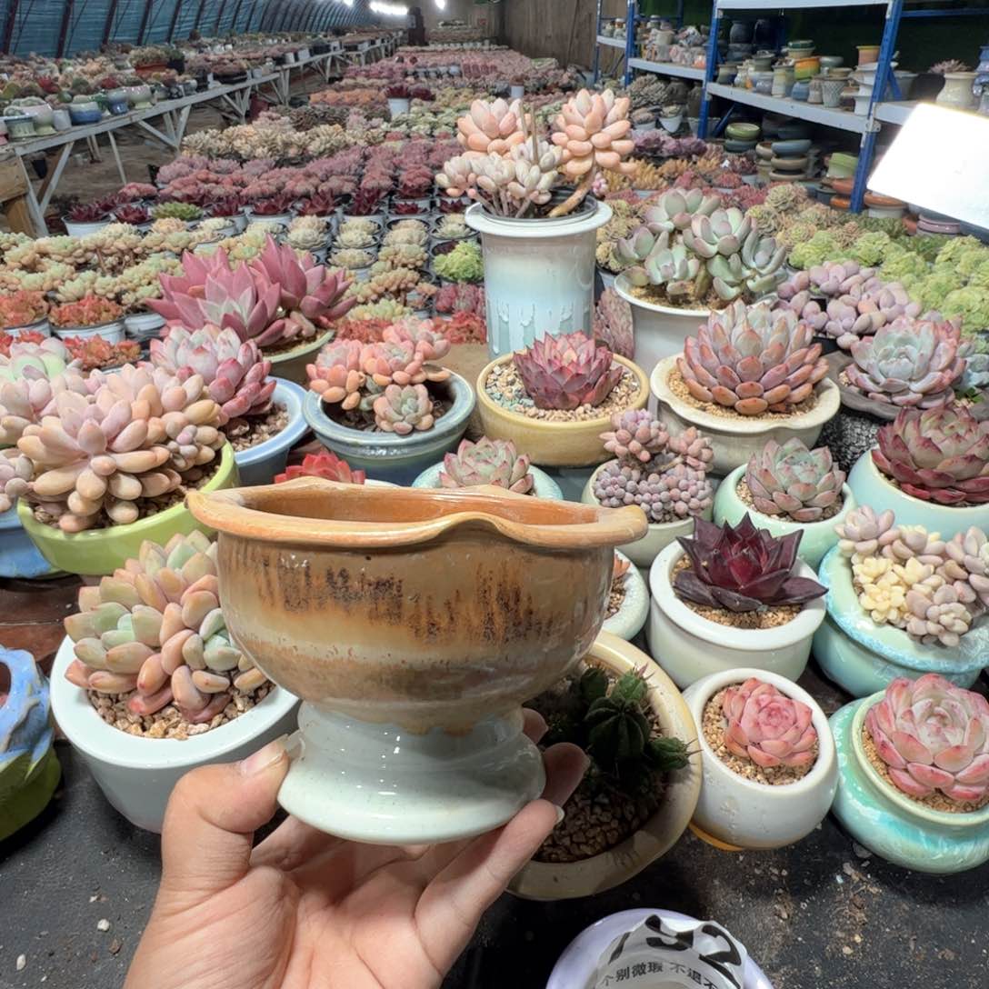 特价花盆满50发货 内口10.5