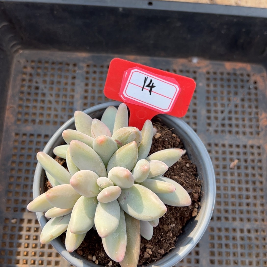 企鹅14。                    