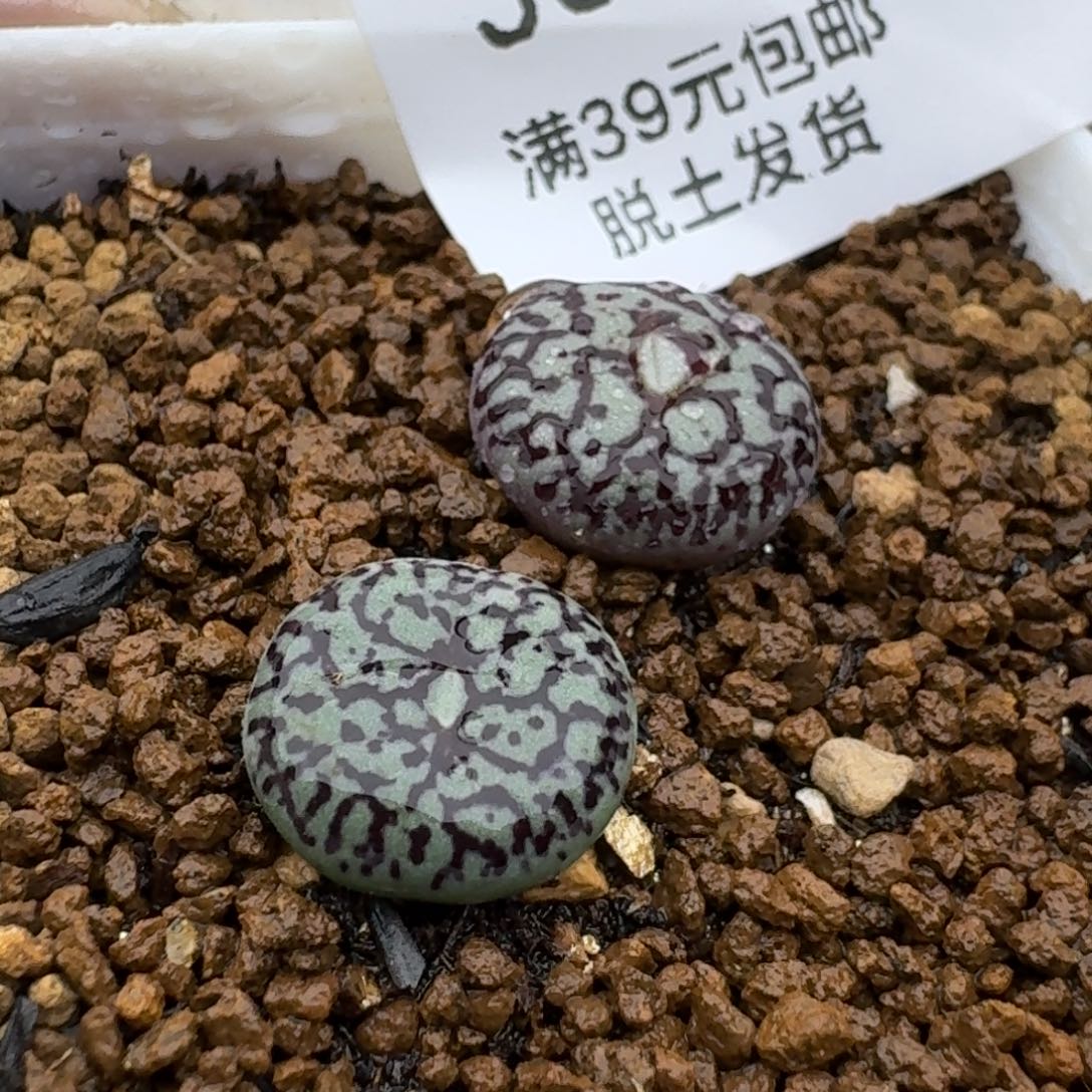 941哈哈哈哈哈哈哈哈