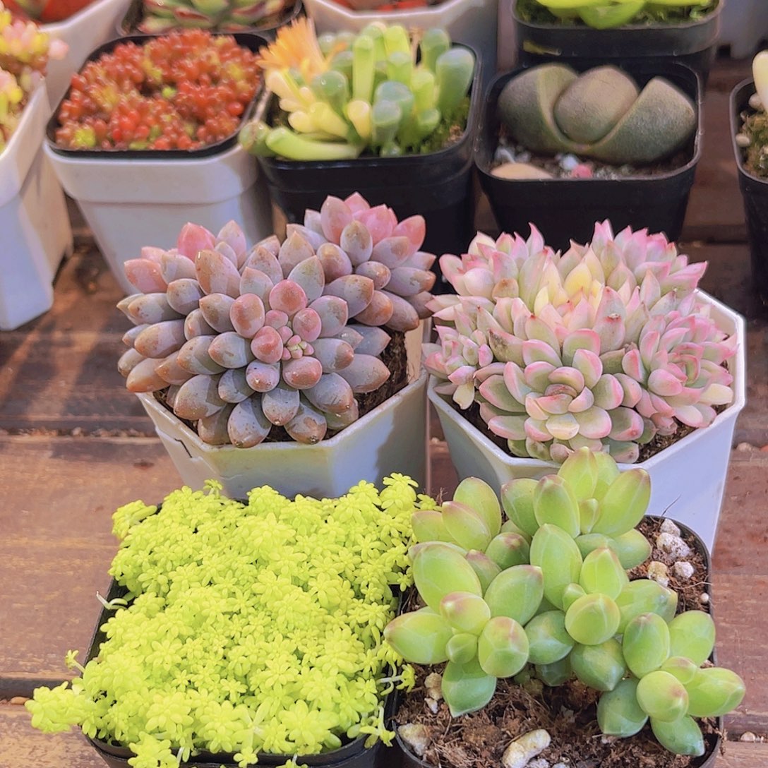 如图4盆带盆土111111111111