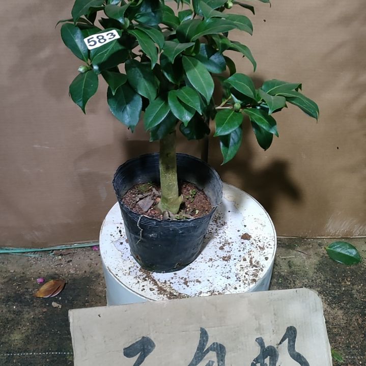 583友之蒲，原盆原土，不包邮