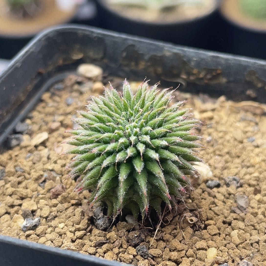 实生海胆丸仙人球多肉