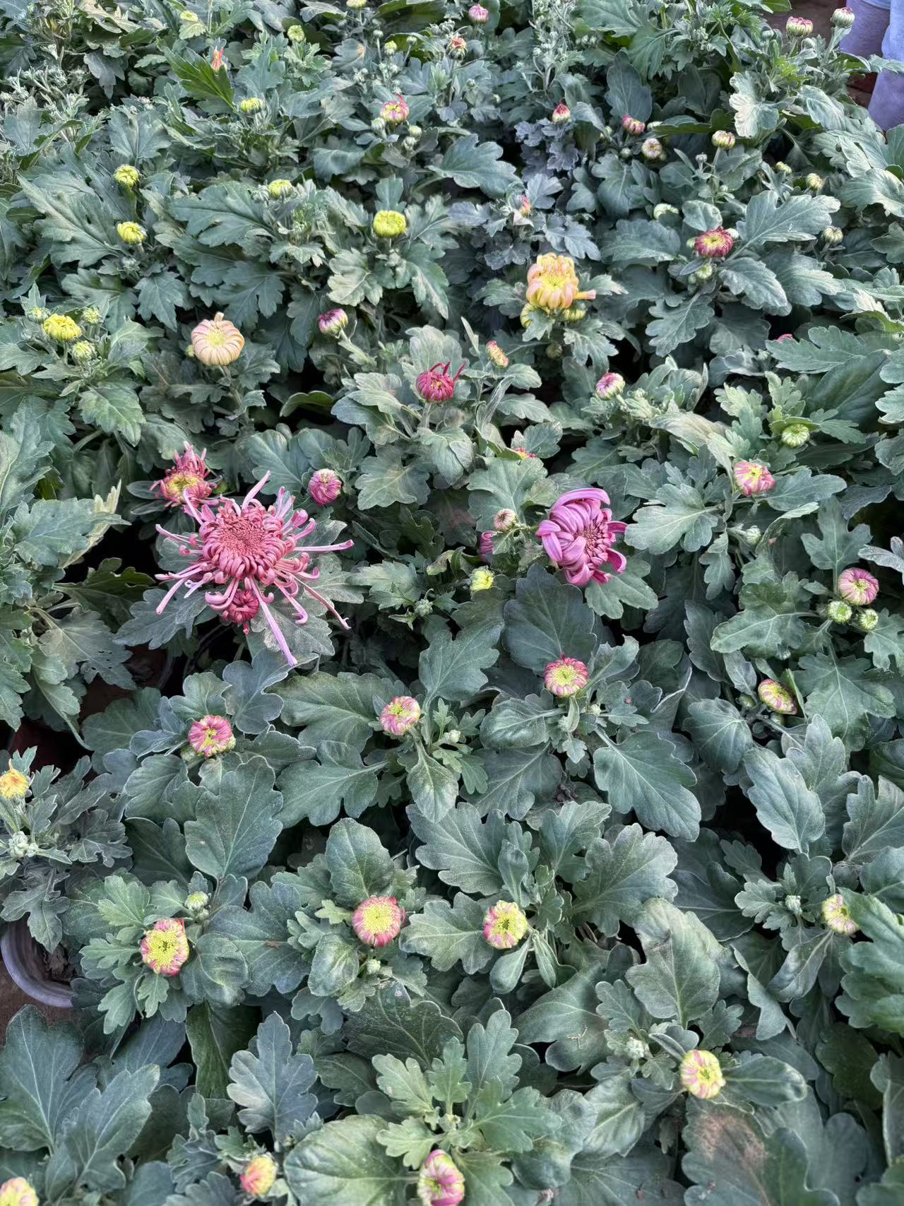 大花菊大菊花带花苞特大菊花国华系列菊花花苞耐寒开花花卉绿植
