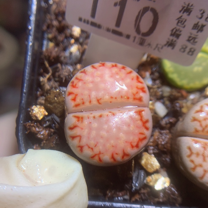 精品生石花123.110