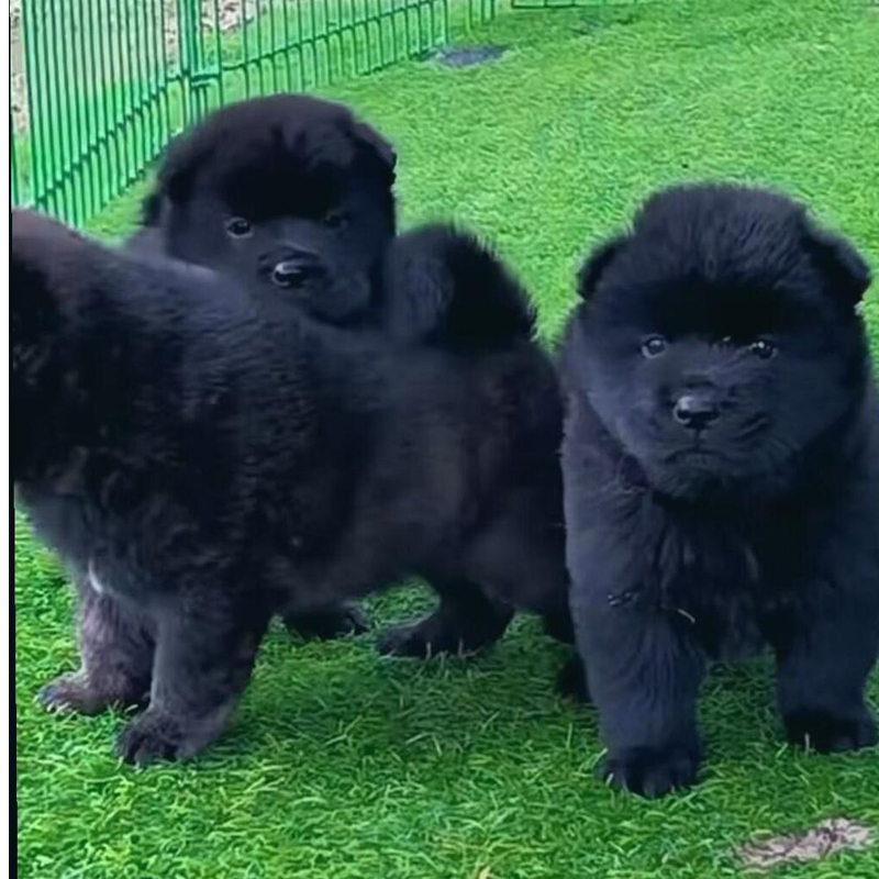 【小林】中华田园犬俩广五黑犬四眼铁包金黄狗白面家养护院土狗