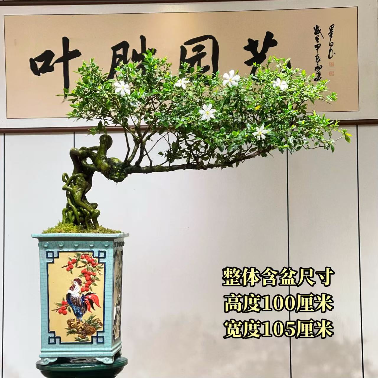 【叶胜园艺】精品四季榄叶栀子花盆景