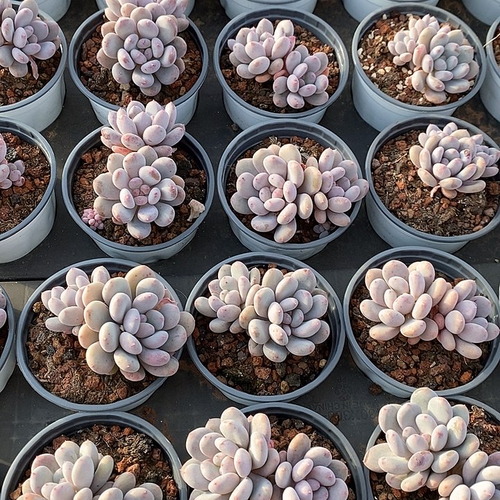 34香香雪 双头起发 福利多多