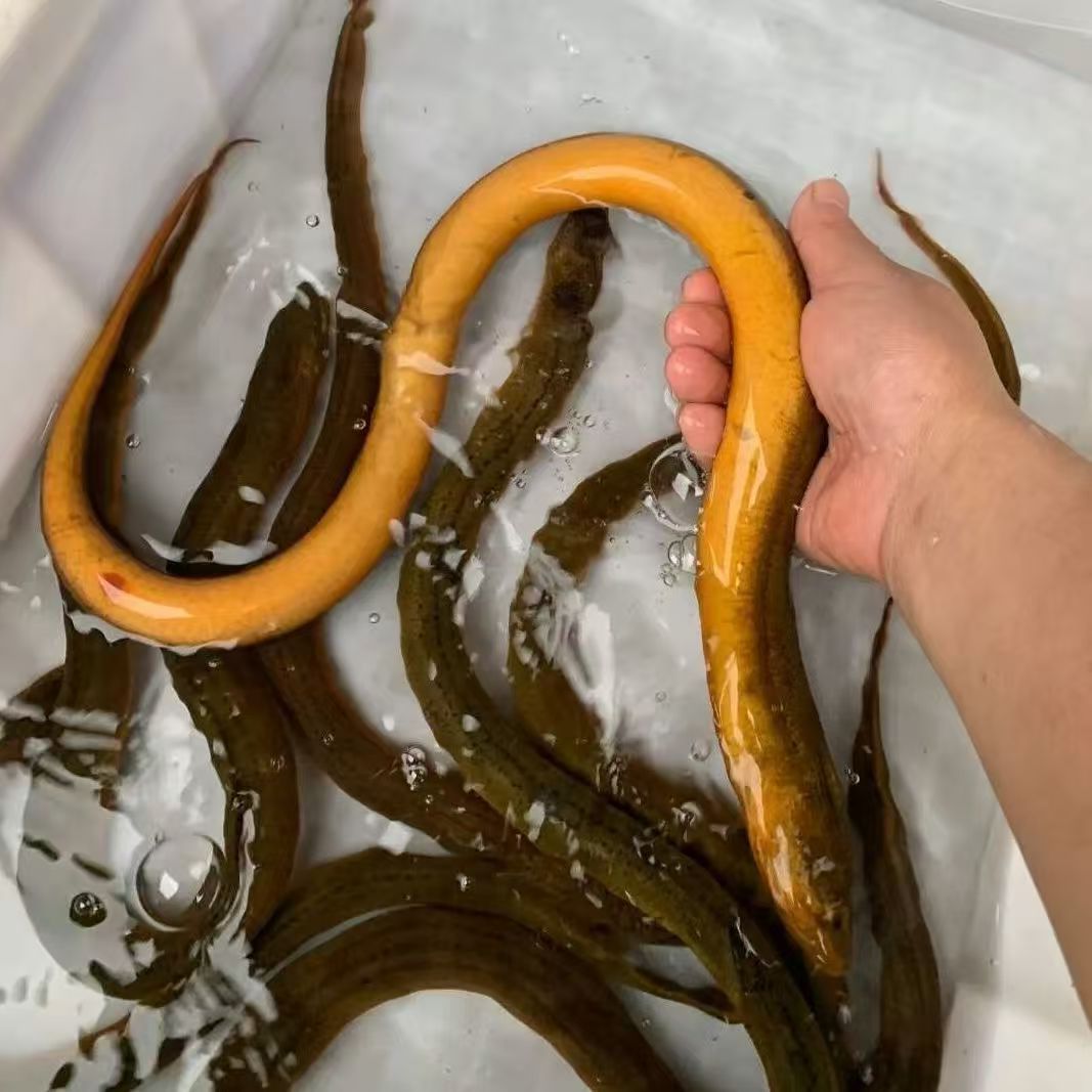 鲜活黄鳝（宜宾同城配送）