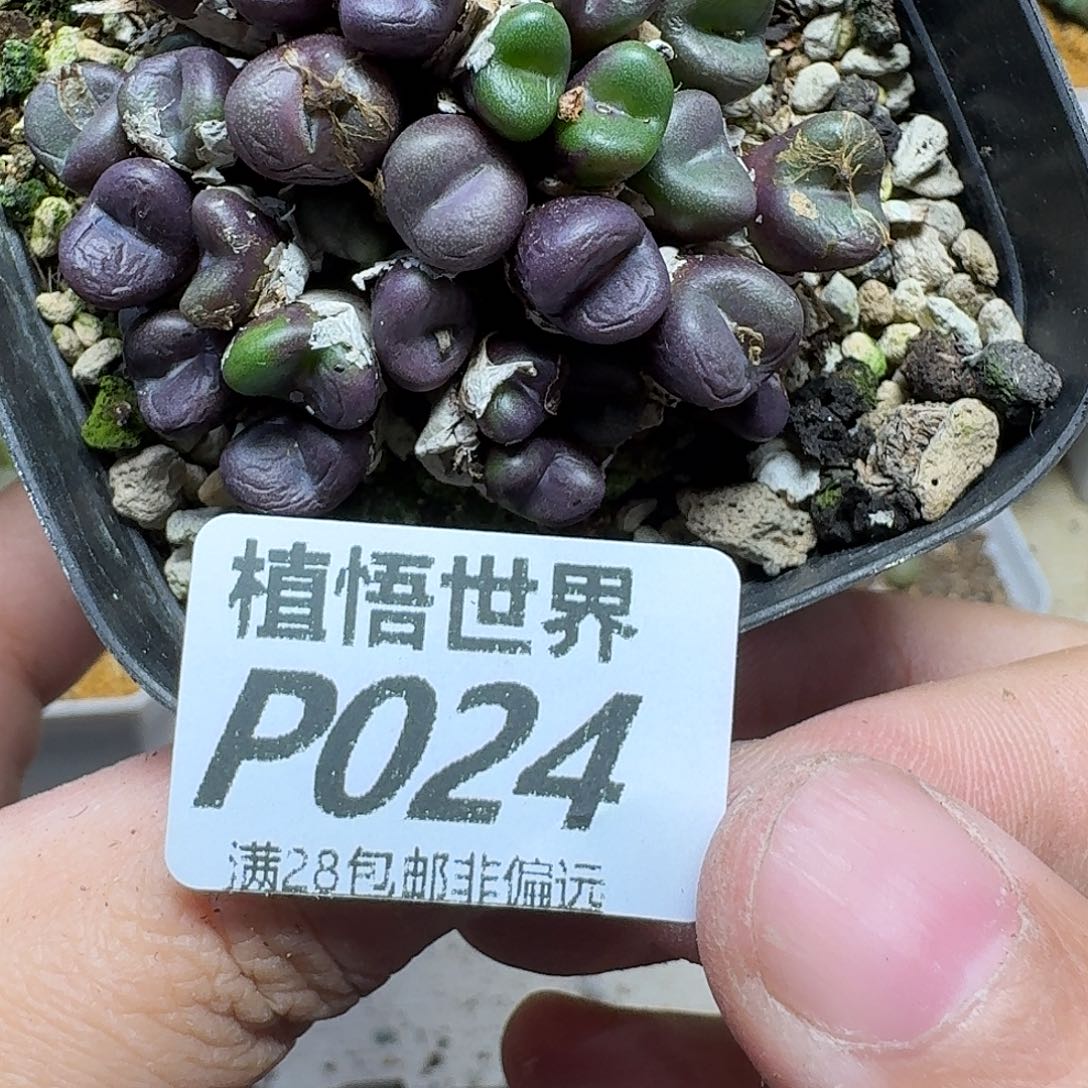 多肉植物的人生ghb