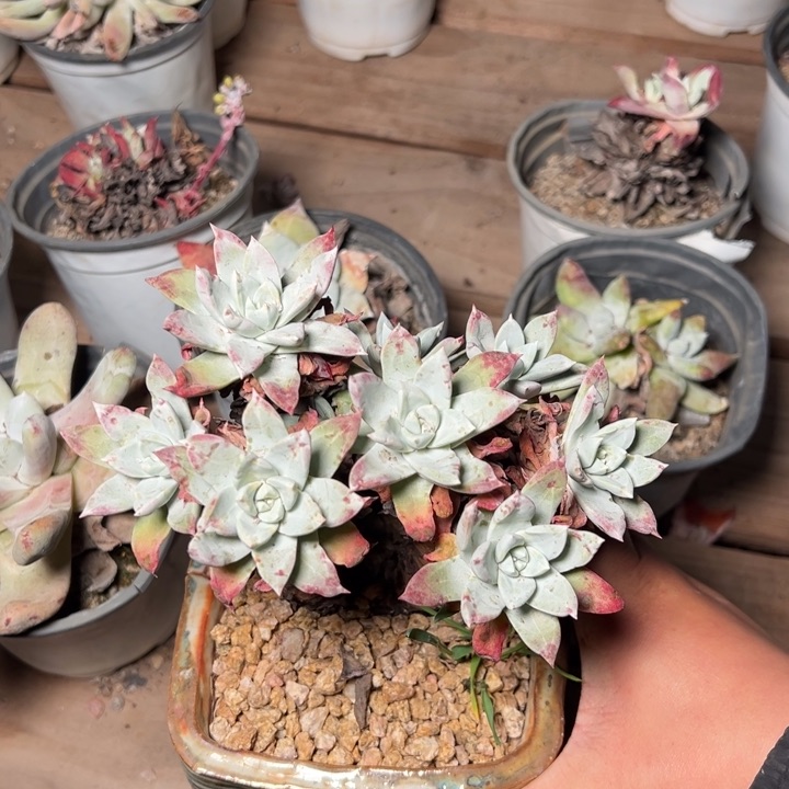 195苹果叶大群哈哈哈