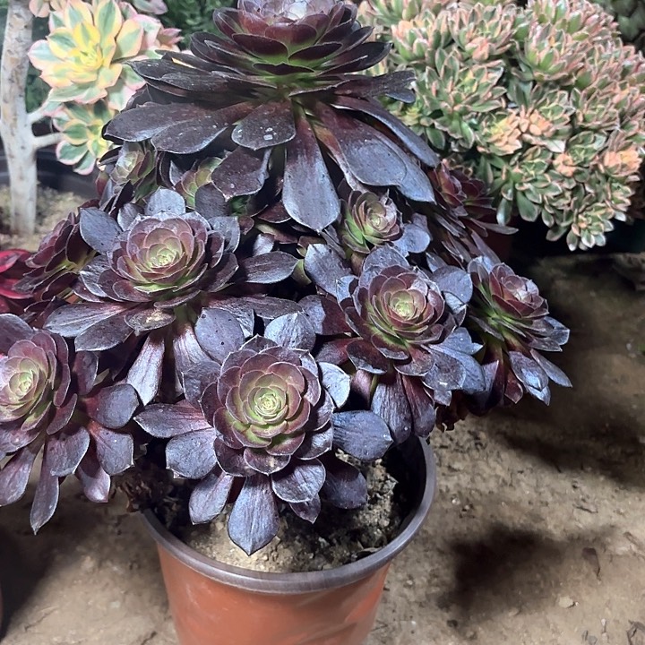 多肉植物赤焰莲21