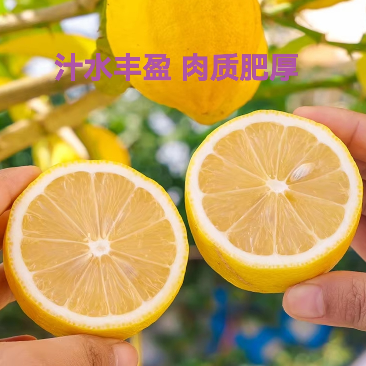 广东香水柠檬成熟黄果黄柠檬无籽柠檬奶茶店饮品店餐厅用