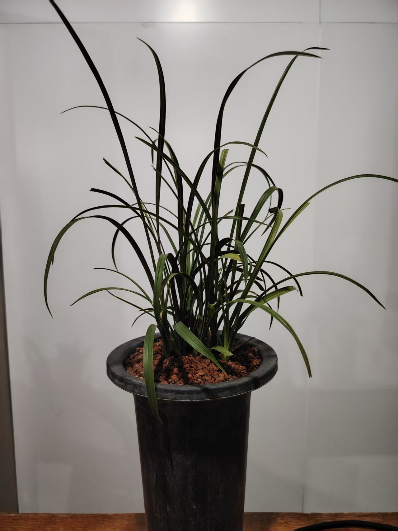 春兰蕙兰兰草万能付米链直播间一物一拍（没扣花请勿拍）