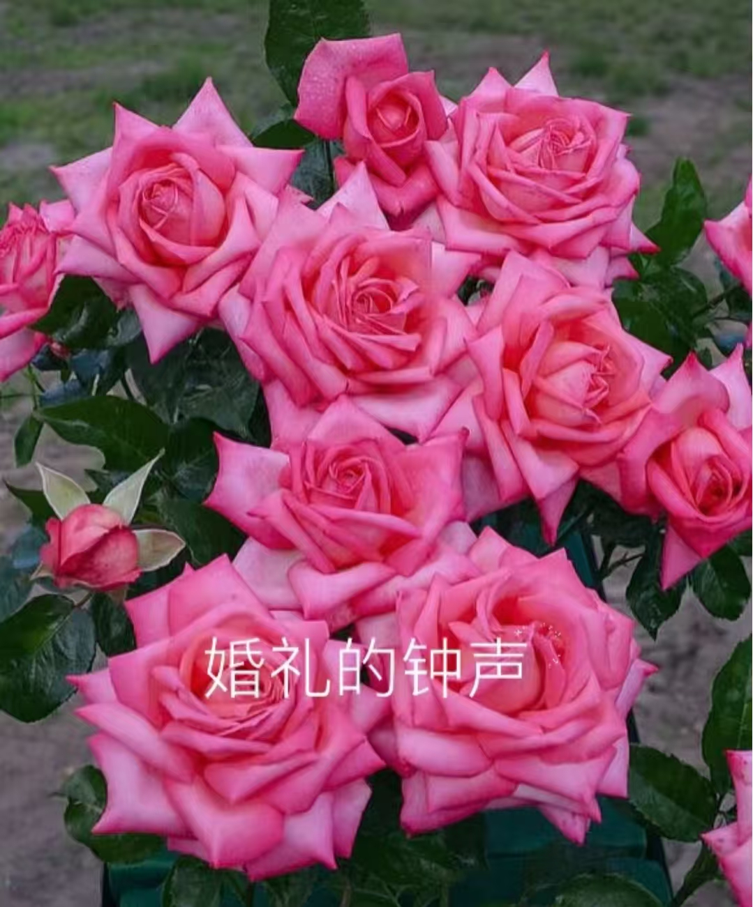 婚礼的钟声大苗浓香 月季