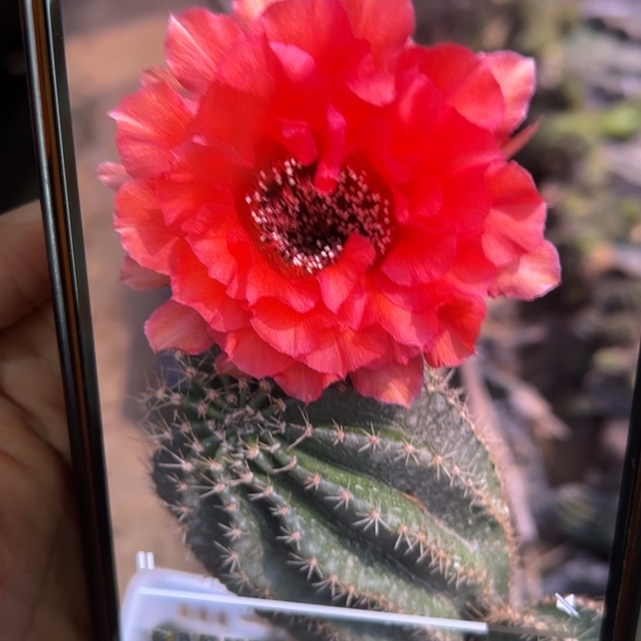 无花朵无根侧芽歪cc278