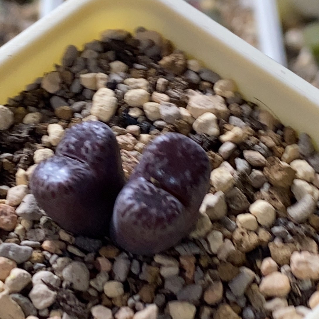 好看好看马克李子一颗