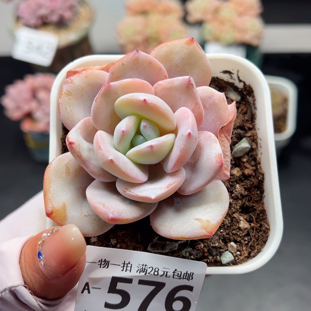 奶茶多肉多肉多肉多肉