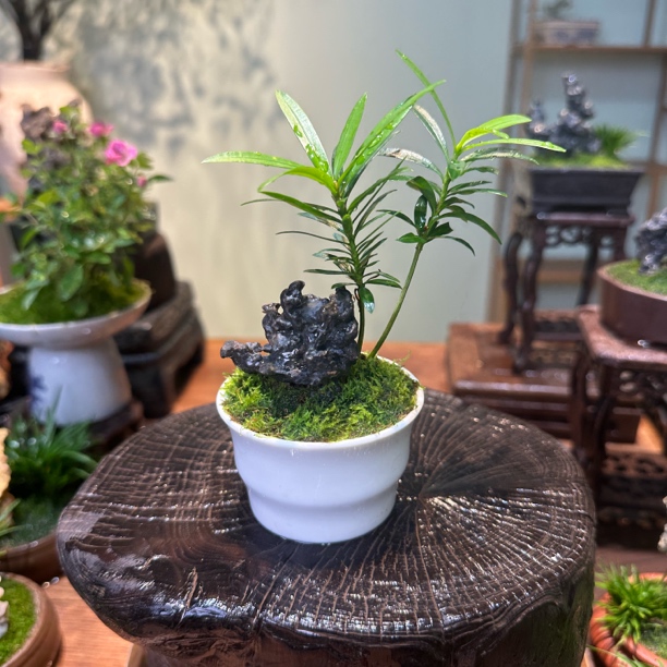【白盆罗汉松】附石景观桌面禅意茶桌室内好养易活绿植花卉