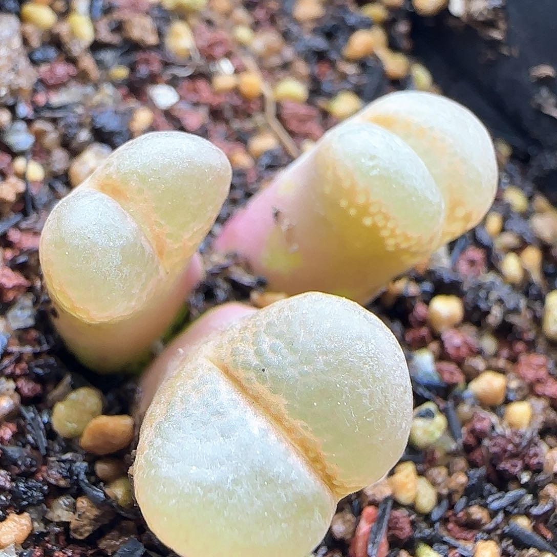 脱土年后发货24269