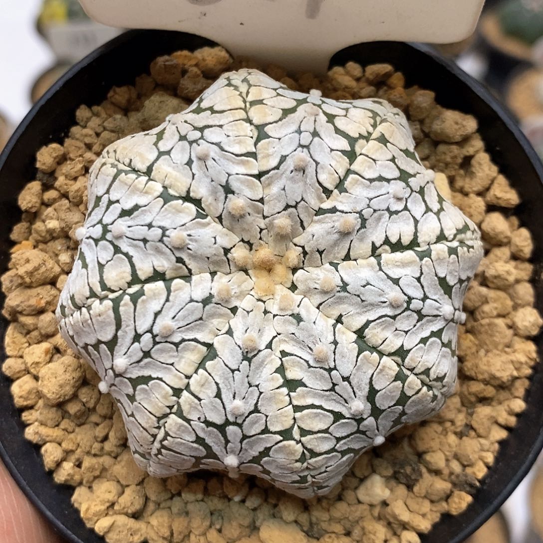 011副经理统计局了