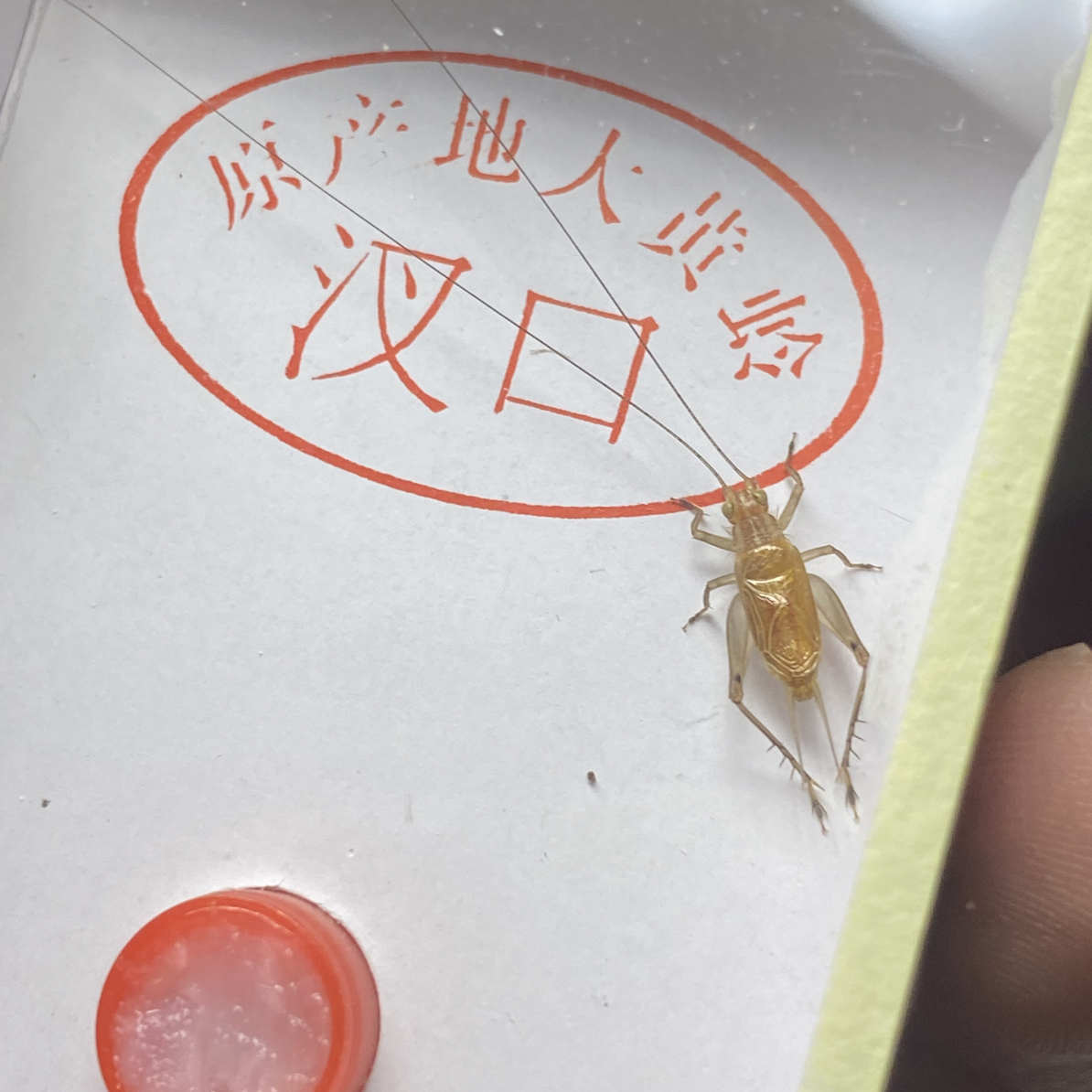 正宗野生《汊口大黄蛉》长须