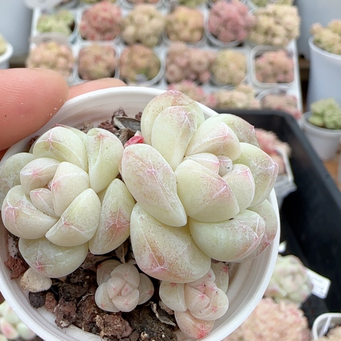 【闪购商品】0204-23