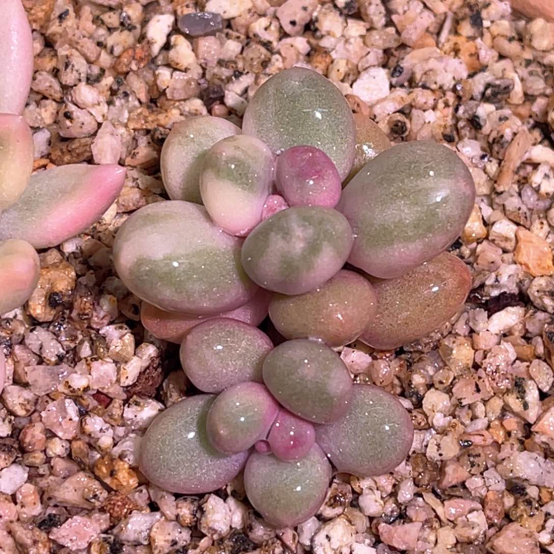多肉优选无砍奶酪锦