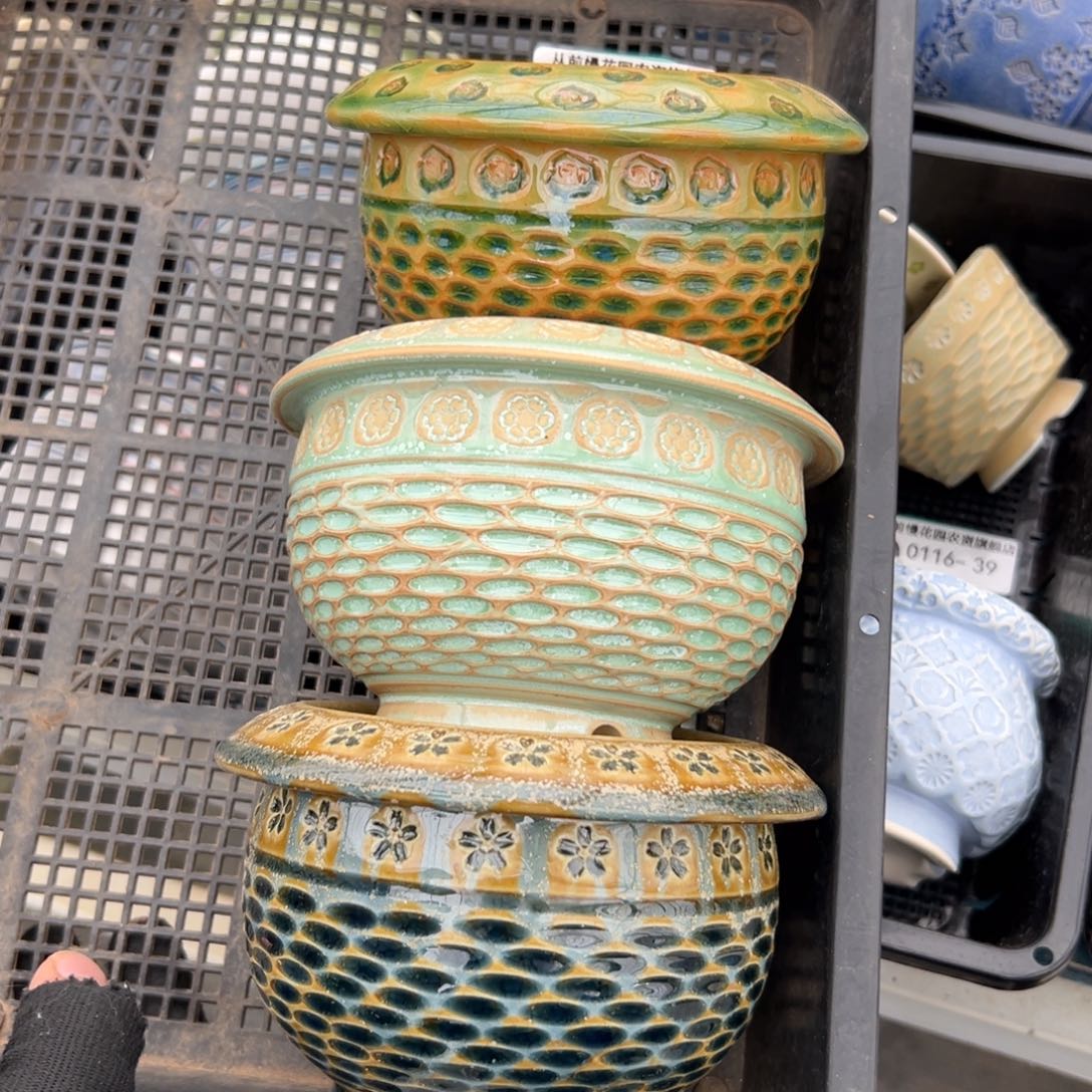 多肉精选编号0116.45