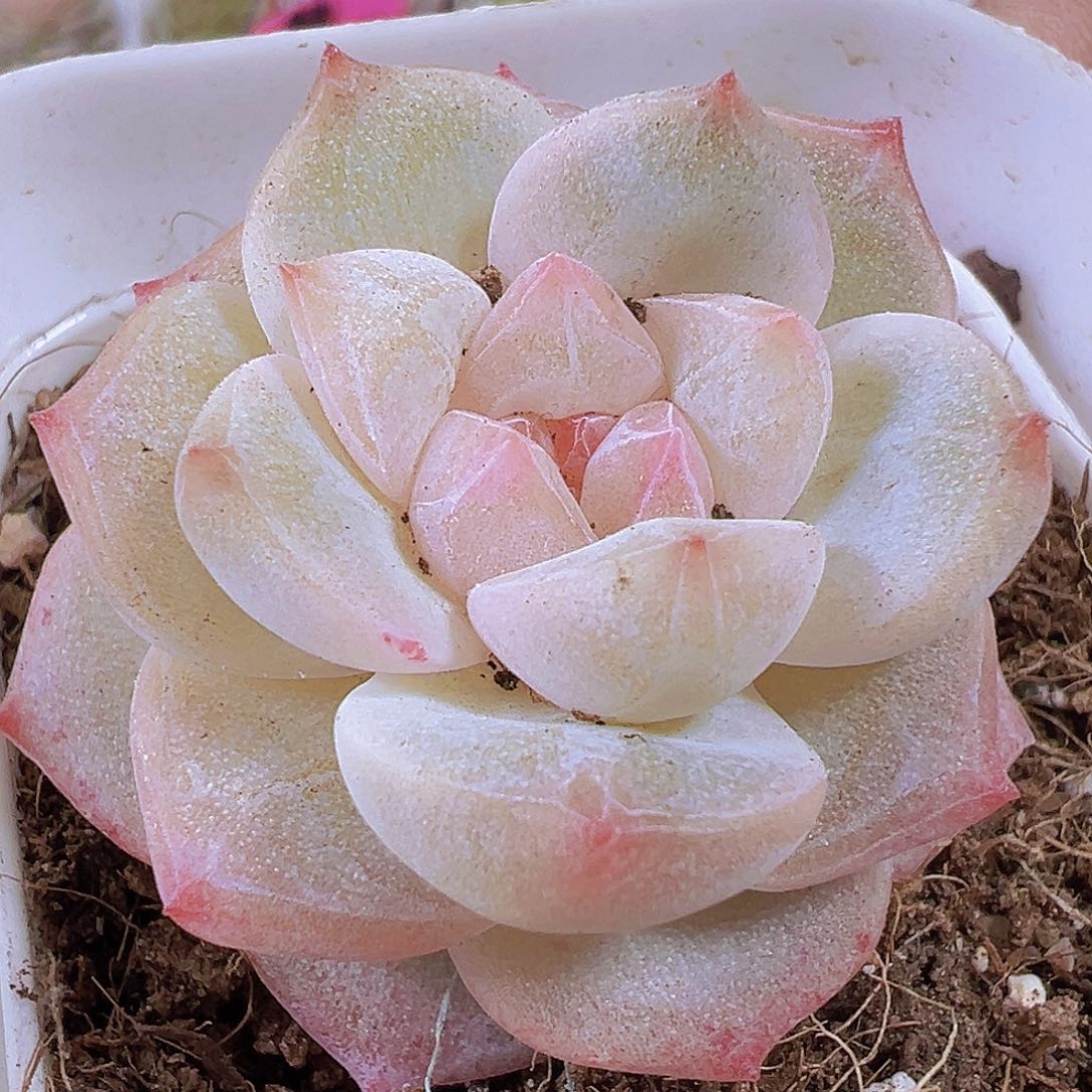 冰钻19包邮多肉植物