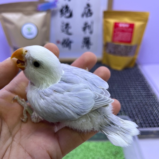 精品重色紫伊莎公L35202-桃面鹦鹉