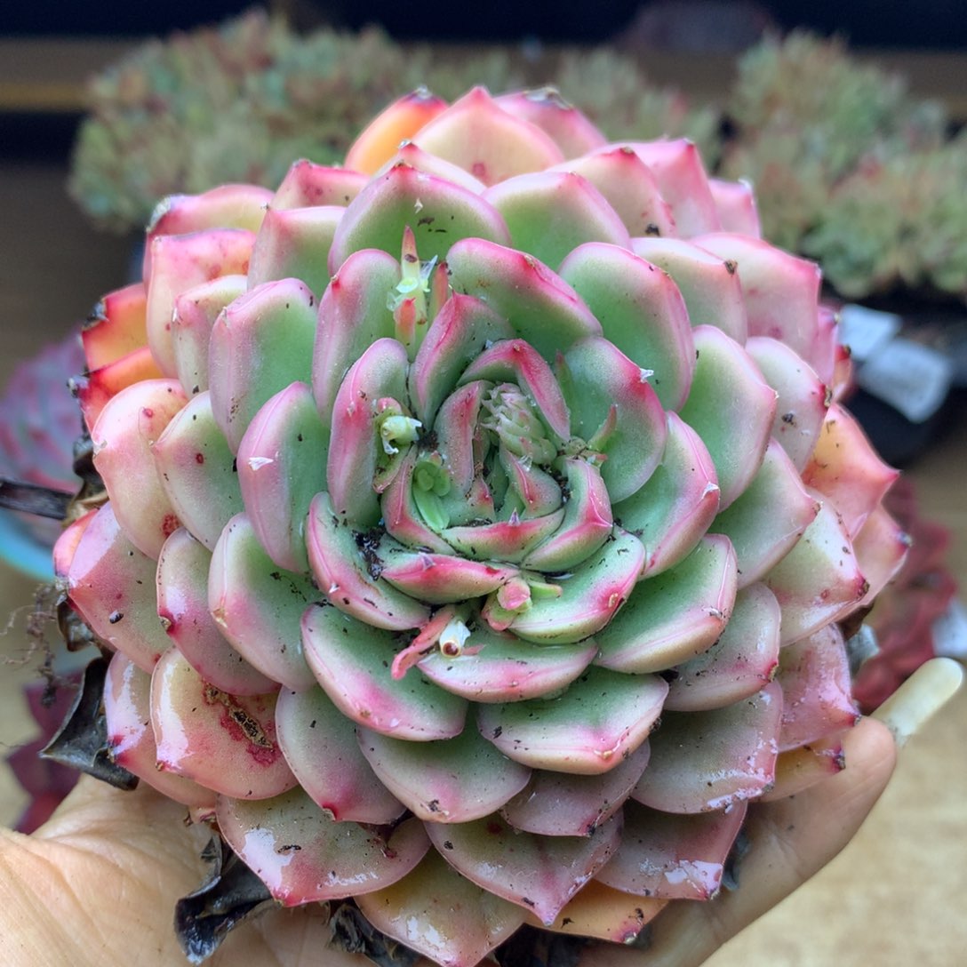 8680新年快乐发发发