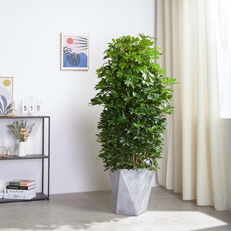 大鸭脚木八方来财室内外好养盆栽发财树净化空气盆栽花卉