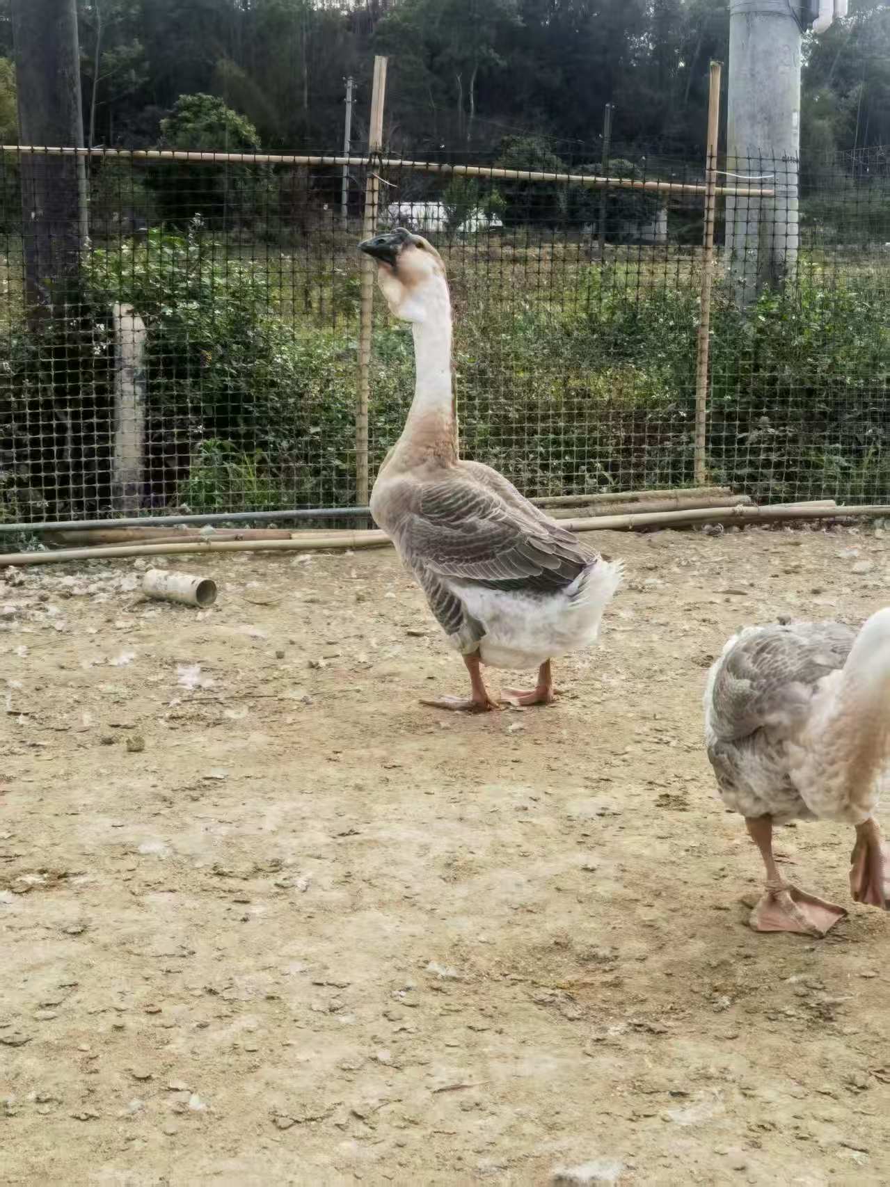 正宗汕头狮头鹅顺丰包邮