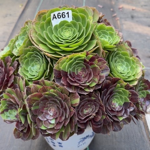 661花月夜35厘米左右