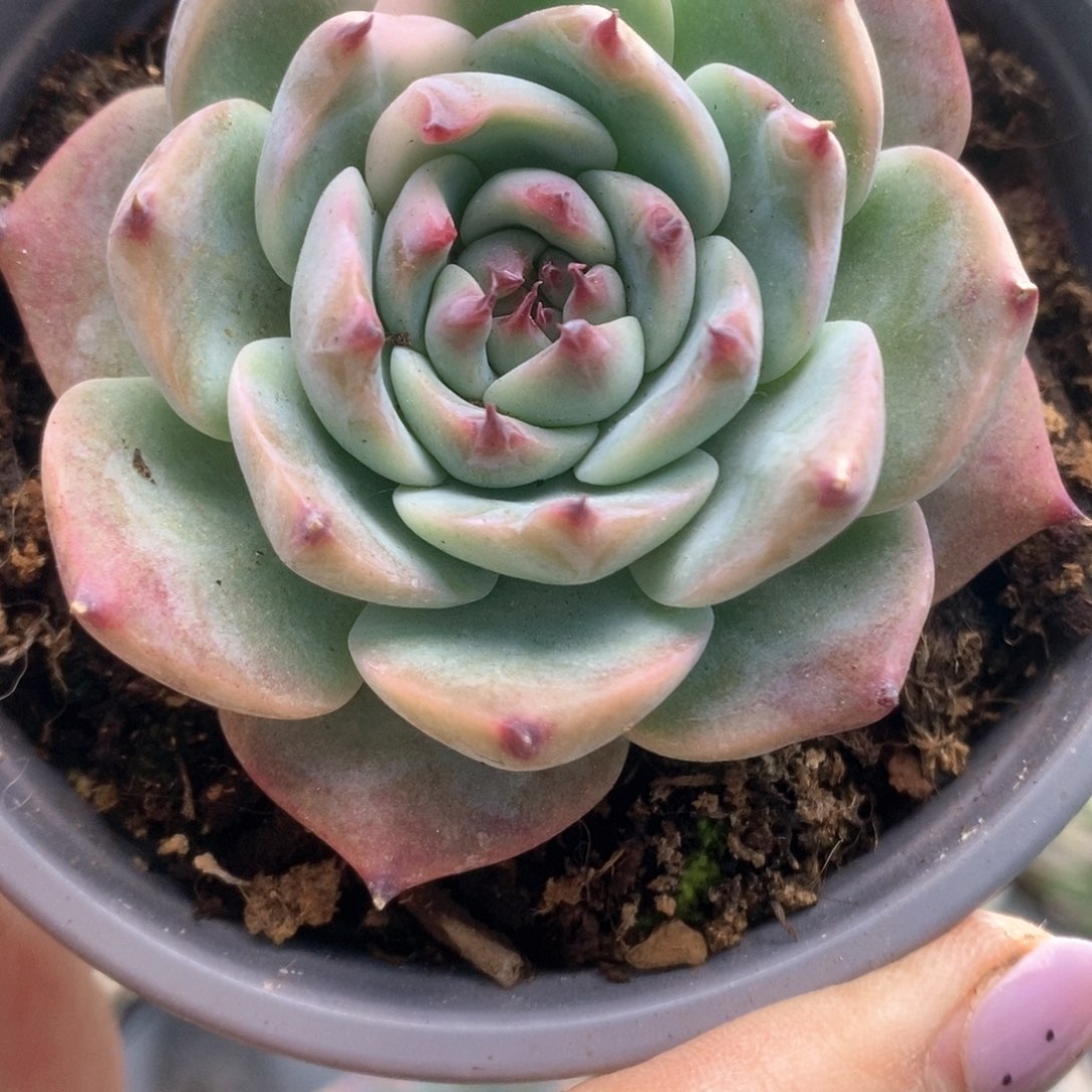 071吉娃娃锦哈哈哈哈哈哈哈哈哈