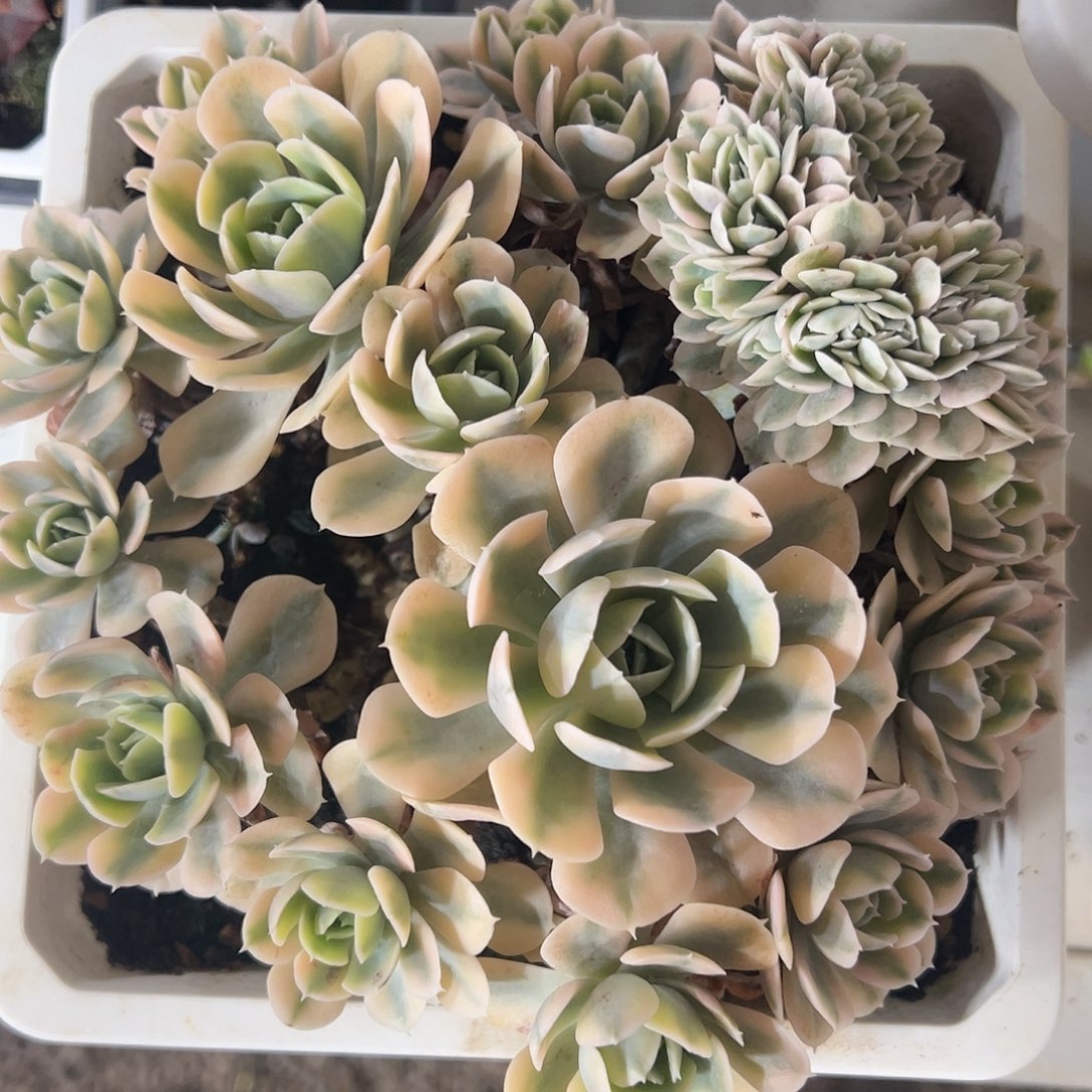 鲁氏锦缀多肉植物