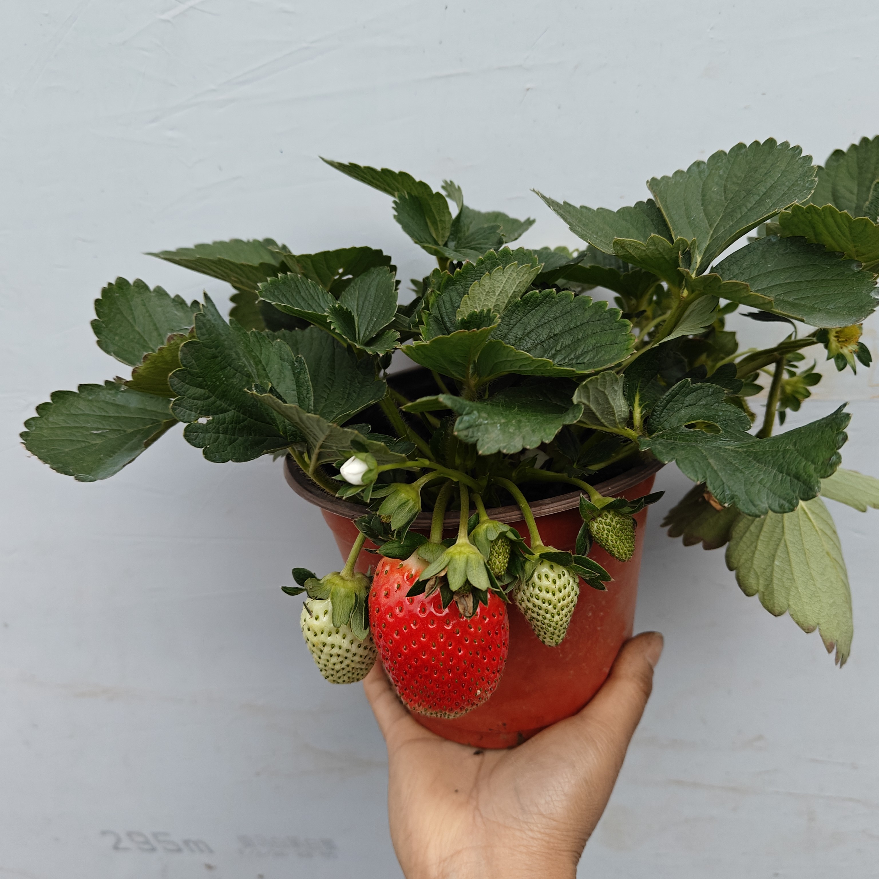 四季草莓盆栽带花果阳台植物好养易活