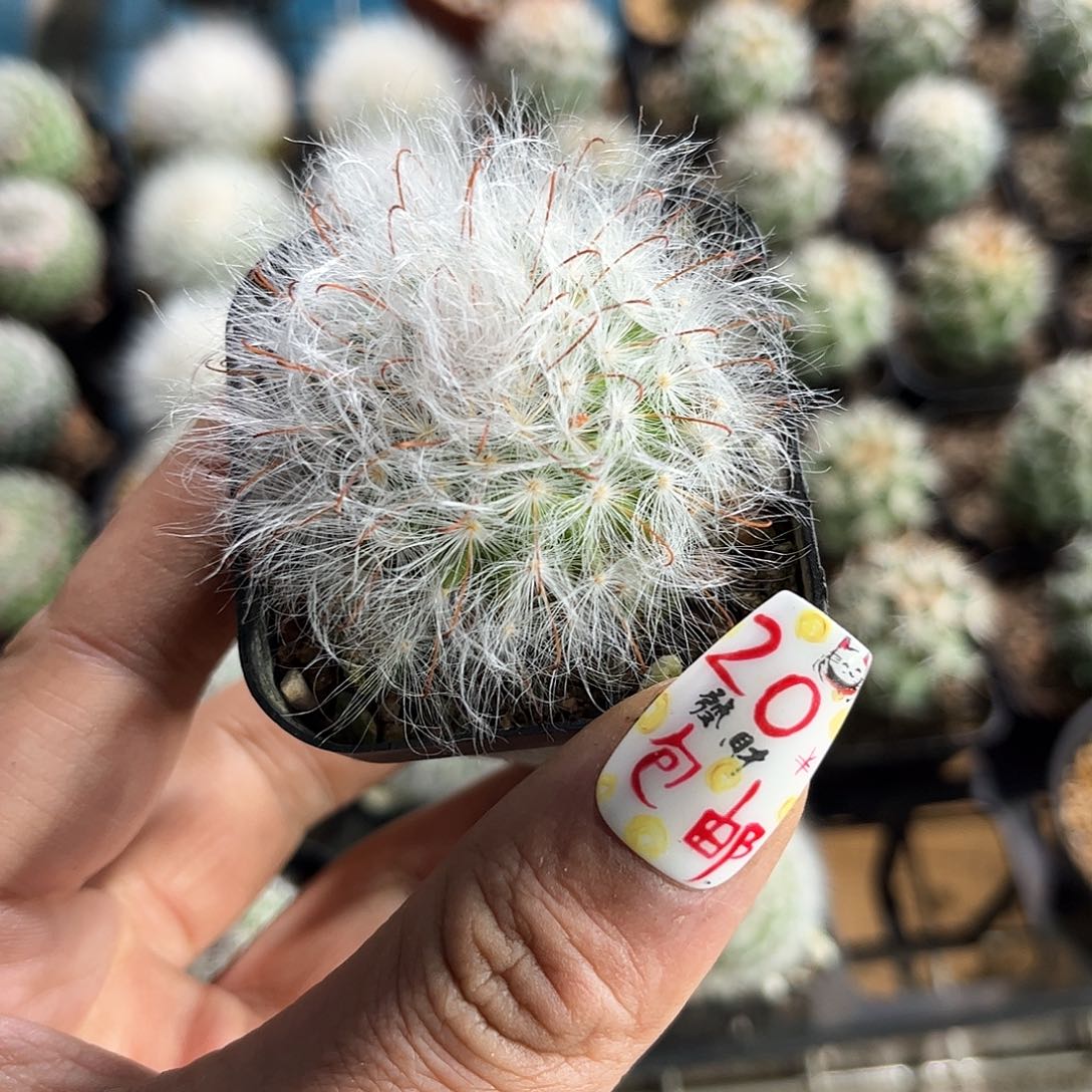 丽光殿单头发货有根发货