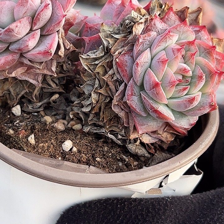 粉孤星群       福利多多 