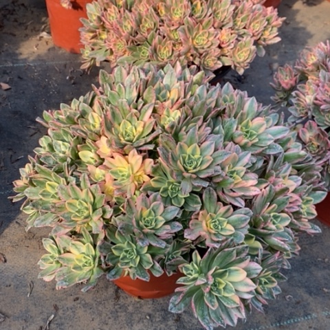 甜茶多肉植物025