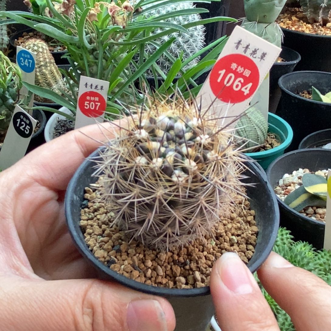 实生狂刺逆龙丸4.4cm