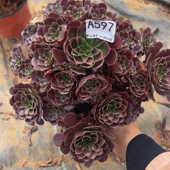 荷兰玫瑰多肉植物597.